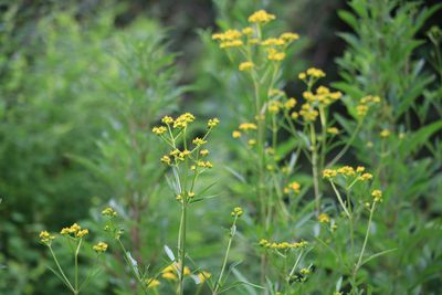 オミナエシ（スイカズラ科）