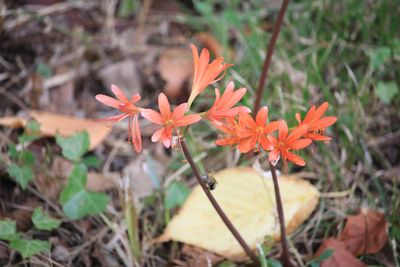 キツネノカミソリ（ヒガンバナ科）