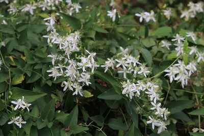 センニンソウ（キンポウゲ科）