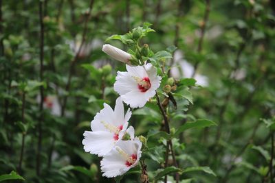 ムクゲ（アオイ科）