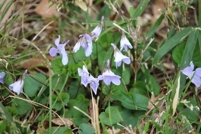 タチツボスミレ（スミレ科）
