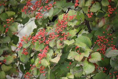 ガマズミ(実)（ガマズミ科）