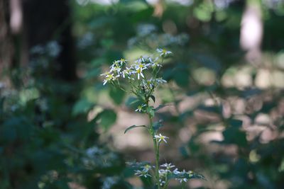 シラヤマギク（キク科）