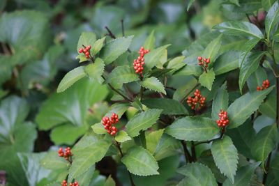 センリョウ（実）（センリョウ科）