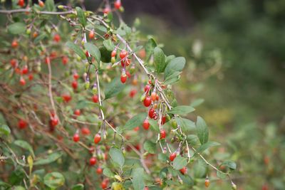 クコ（実）（ナス科）