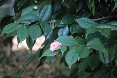 ツバキ（西王母）（ツバキ科）