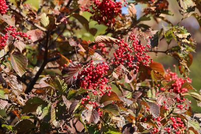 ガマズミ（実）（ガマズミ科）