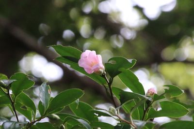 写真：ツバキ（数寄屋）（ツバキ科）