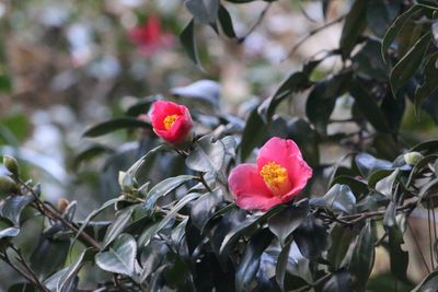 写真：ヤブツバキ（ツバキ科）