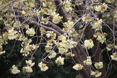 サトザクラ（鬱金）（バラ科）
