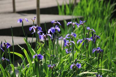 ナスヒオウギアヤメ（アヤメ科）