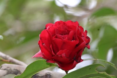 ツバキ（さつま紅）（ツバキ科）