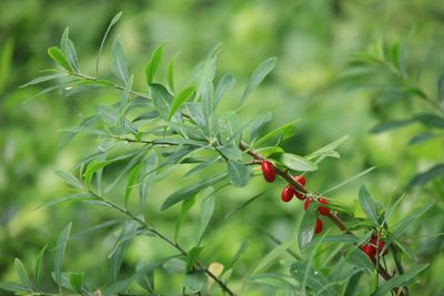 オニシバリ（ジンチョウゲ科）