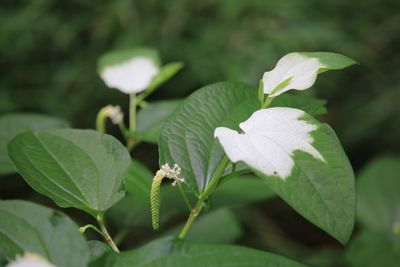 ハンゲショウ（ドクダミ科）