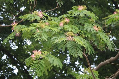 ネムノキ（マメ科）