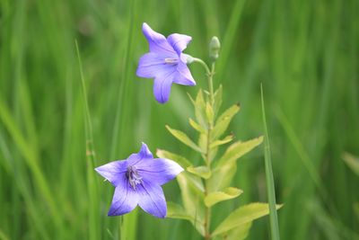 キキョウ（キキョウ科）