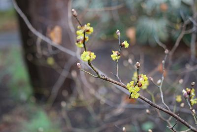 ダンコウバイ（クスノキ科）
