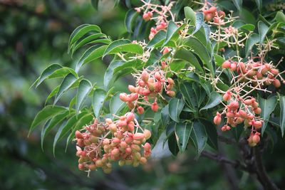 ゴンズイ（実）（ミツバウツギ科）