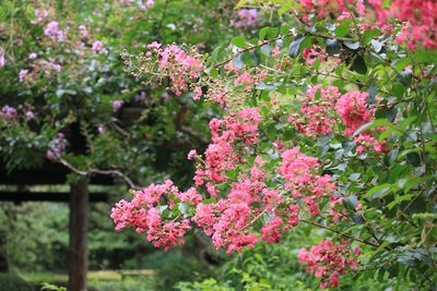 サルスベリ（ミソハギ科）