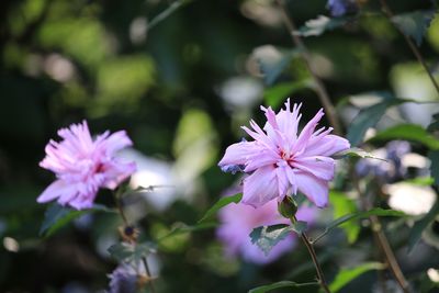 ムクゲ（アオイ科）