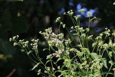 フジバカマ（キク科）