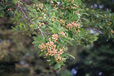 オガタマノキ（実）（モクレン科）