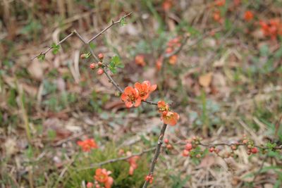 クサボケ（バラ科）