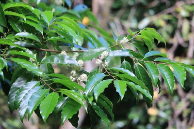 バクチノキ（バラ科）