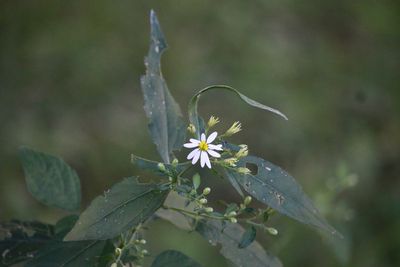 シロヨメナ（キク科）