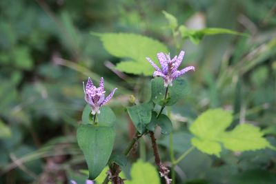 ホトトギス（ユリ科）