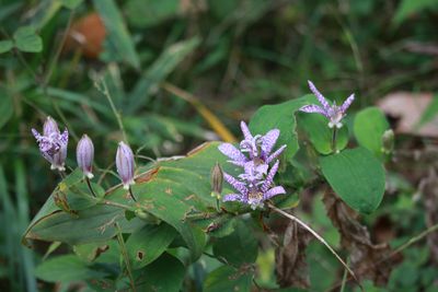 ホトトギス（ユリ科）