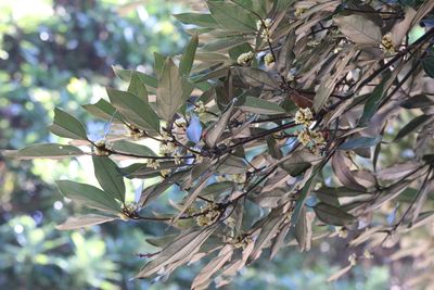 シロダモ（クスノキ科）