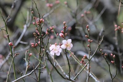 写真：ウメ（紅冬至）（バラ科）