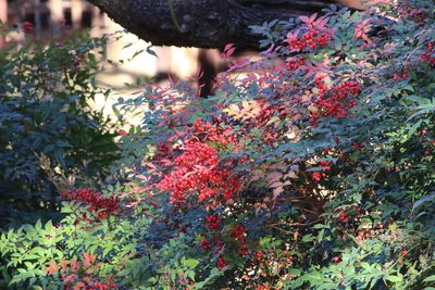 写真：ナンテン（実）（メギ科）