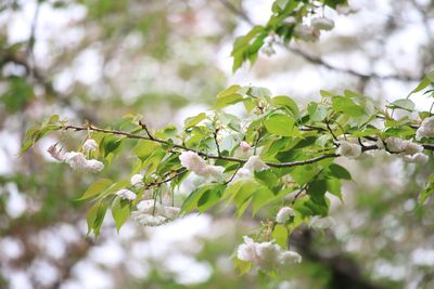 サトザクラ（一葉）（バラ科）