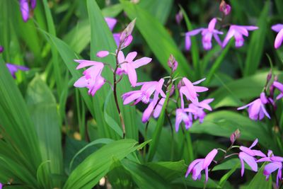 シラン（ラン科）