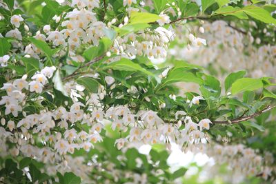 エゴノキ（エゴノキ科）