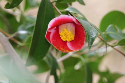 ツバキ（玉之浦）（ツバキ科）