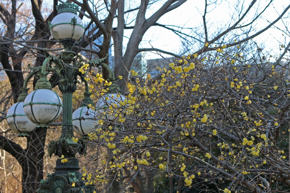 二の丸休憩所周辺のソシンロウバイ