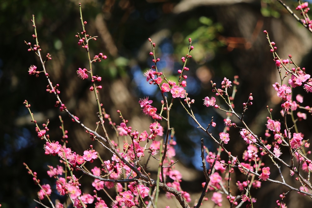 ウメ（大盃）（バラ科）