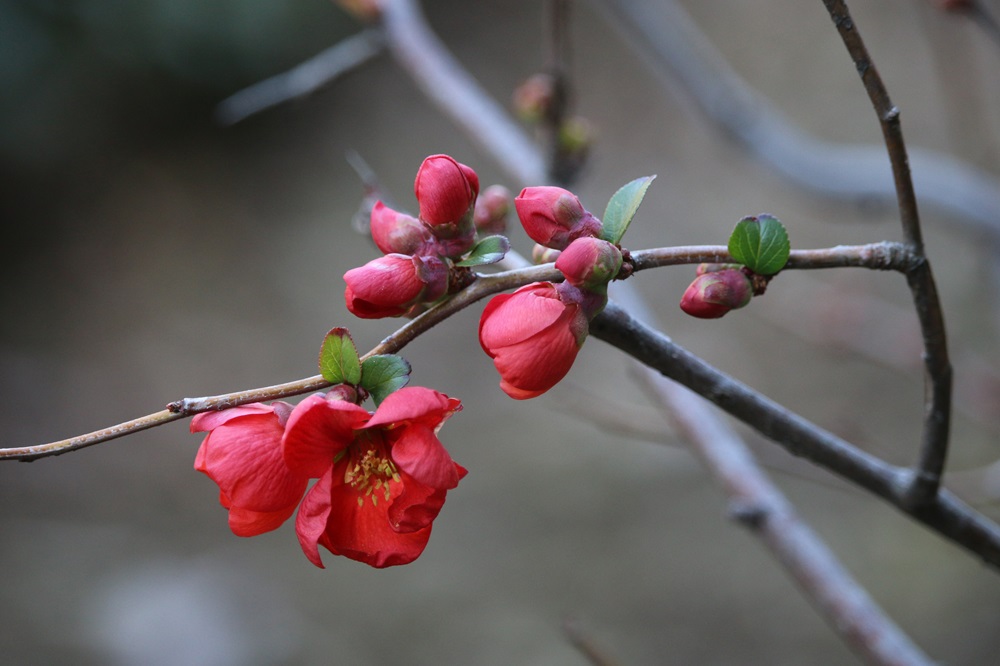 ボケ（バラ科）