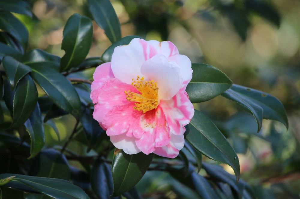 ハルサザンカ（ツバキ科）