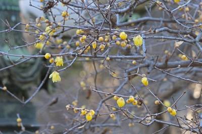 写真：ソシンロウバイ（ロウバイ科）