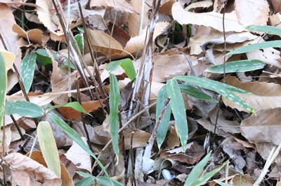 写真：シモバシラ（霜柱）（シソ科）