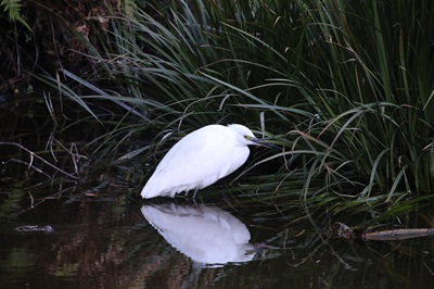 写真：二の丸池のコサギ