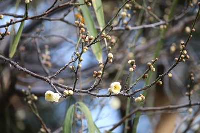 写真：ウメ（玉牡丹）（バラ科）