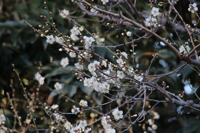 写真：ウメ（新冬至）（バラ科）