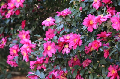 写真：タチカンツバキ（ツバキ科）