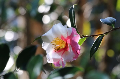 写真：ハルサザンカ（ツバキ科）