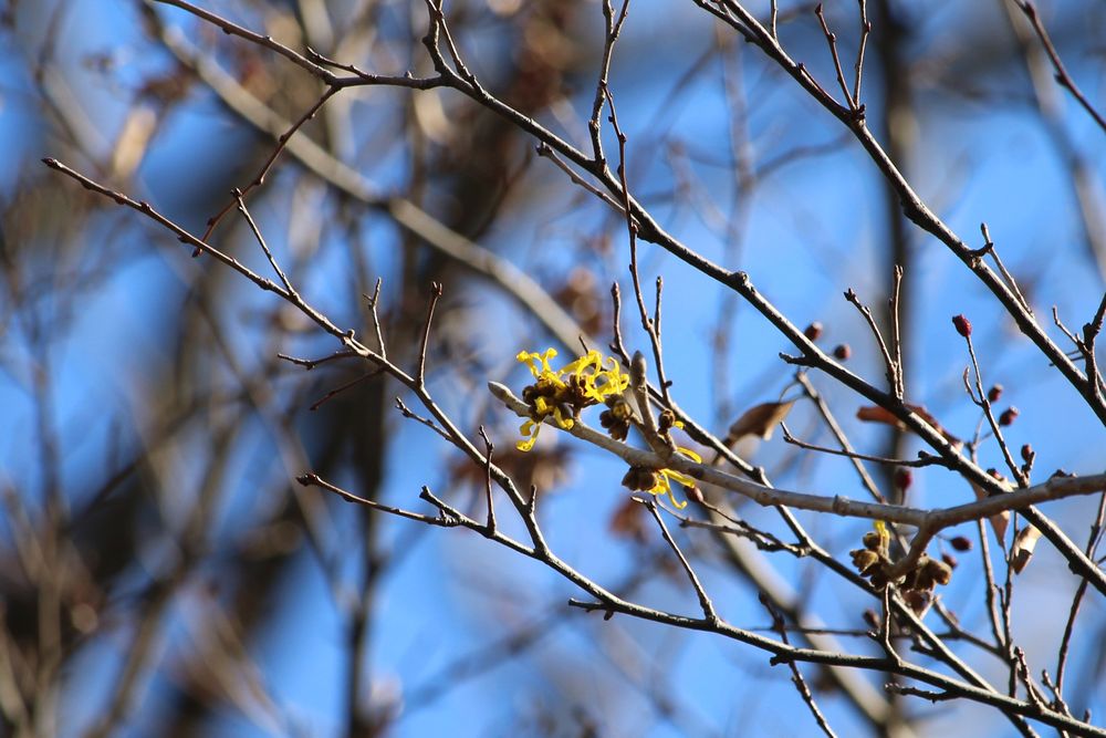 写真：シナマンサク（マンサク科）